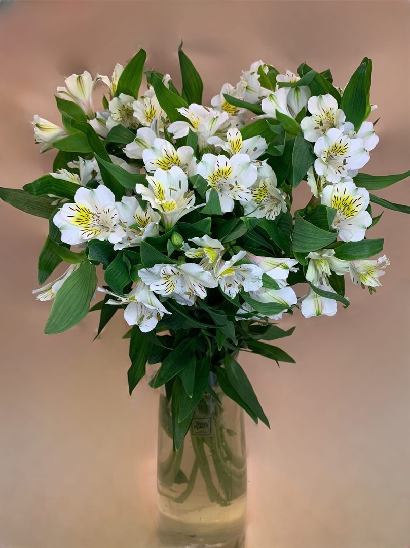 Альстромерия